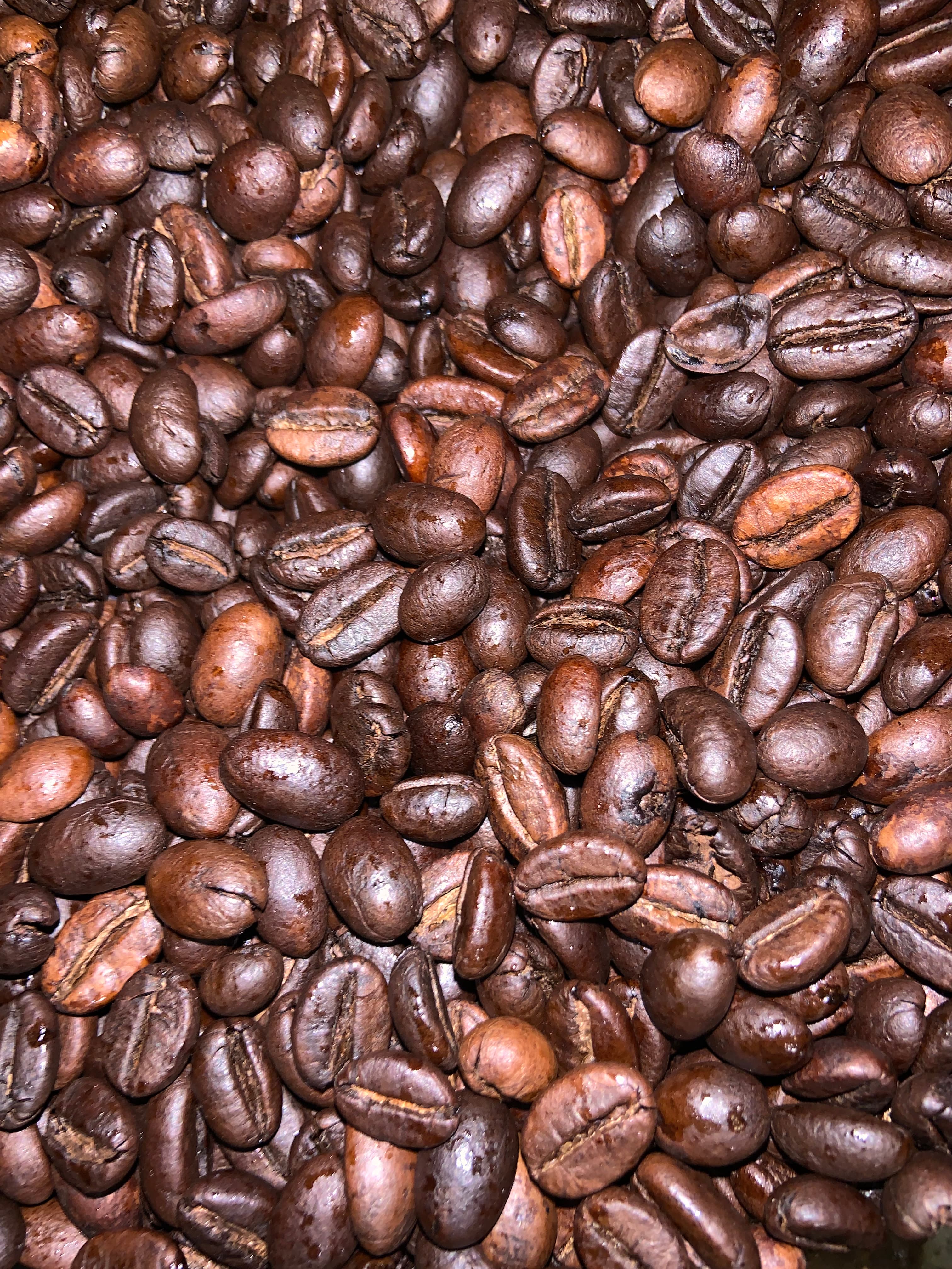 Biji kopi yang baru selesai disangrai